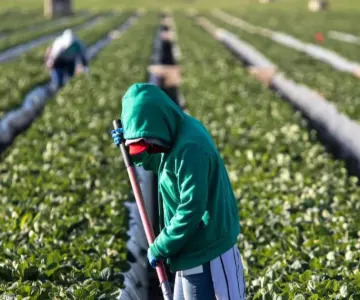 No habrá amnistía para trabajadores agrícolas en EU: Trump