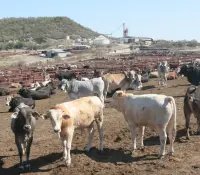 EU vuelve a cerrar frontera y Sheinbaum califica la medida de exagerada