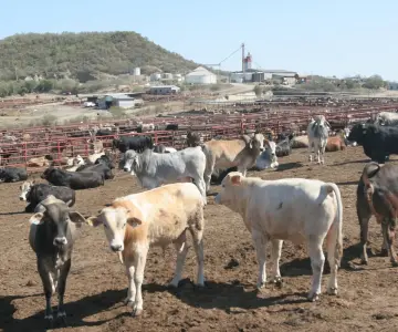 EU vuelve a cerrar frontera y Sheinbaum califica la medida de exagerada
