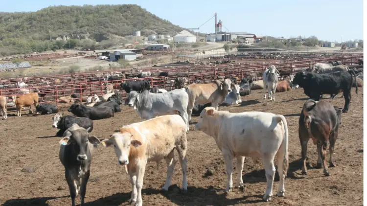 El cierre de la frontera provocó una pérdida de 700 mdd por 650 mil cabezas detenidas