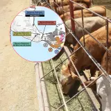 USDA ordena nuevo cierre al ganado mexicano por brote en Veracruz