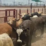 La ganadería sonorense, al borde del colapso
