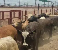 La ganadería sonorense, al borde del colapso