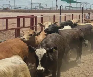 La ganadería sonorense, al borde del colapso