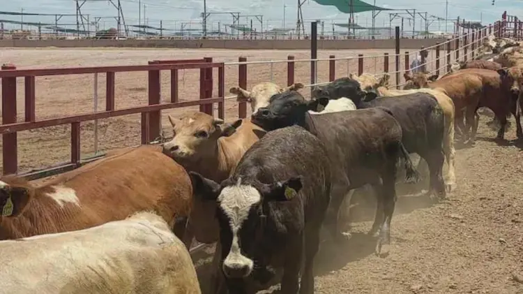Reses en Sonora, afectadas por el cierre temporal de la frontera. (Foto: Especial / EXPRESO)