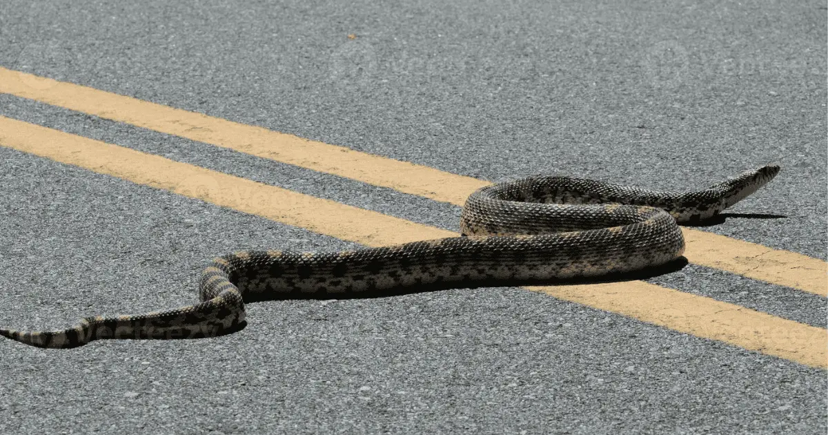 Veterinaria atiende a serpiente toro con mandíbula fracturada y la liberan