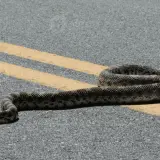 Veterinaria atiende a serpiente toro con mandíbula fracturada y la liberan