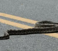 Veterinaria atiende a serpiente toro con mandíbula fracturada y la liberan