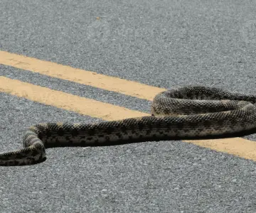 Veterinaria atiende a serpiente toro con mandíbula fracturada y la liberan