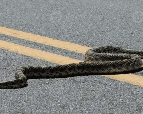 Veterinaria atiende a serpiente toro con mandíbula fracturada y la liberan