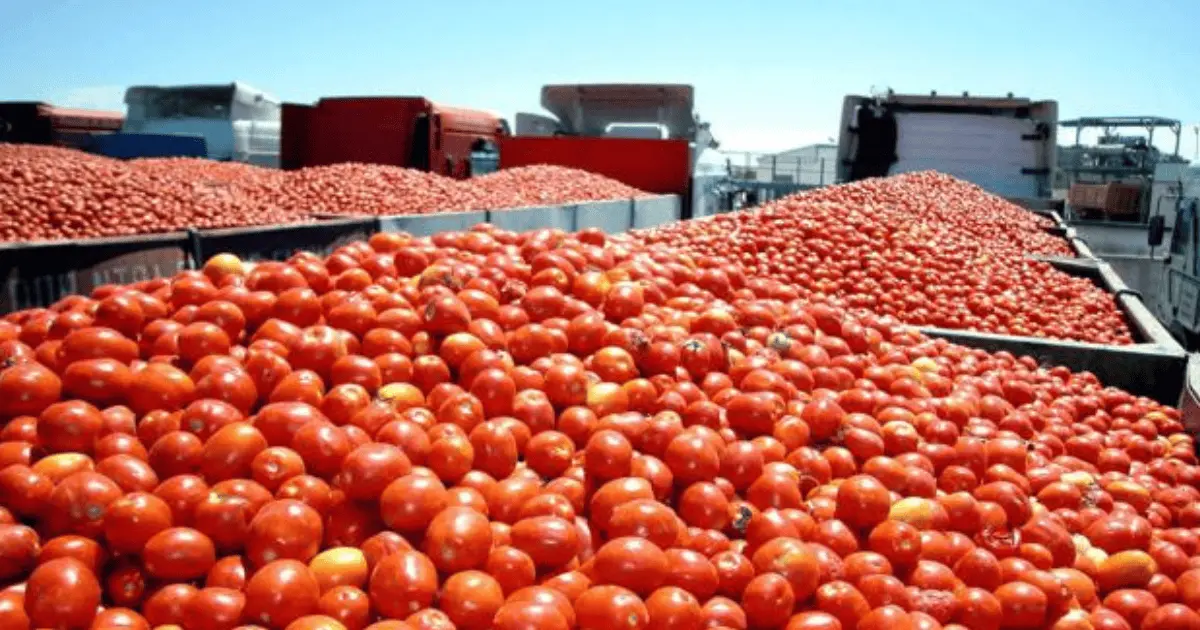 IP solicita a EU reconsiderar el arancel al tomate mexicano