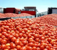 IP solicita a EU reconsiderar el arancel al tomate mexicano
