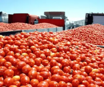 IP solicita a EU reconsiderar el arancel al tomate mexicano