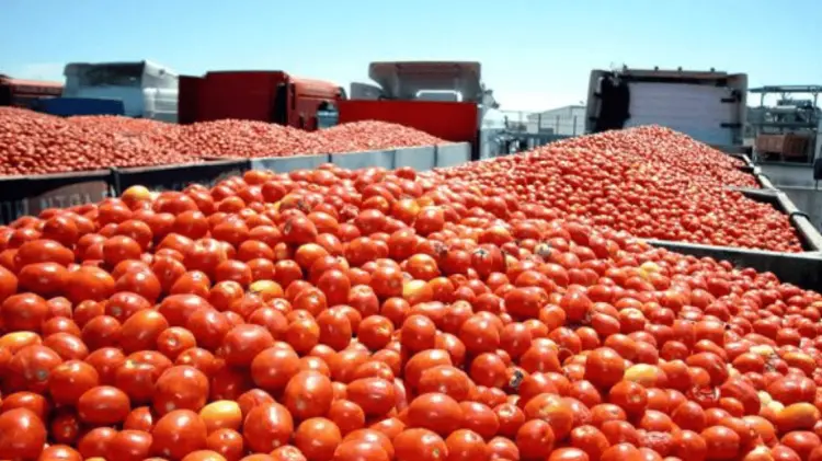El tomate mexicano exportado a EU representa el 61 por ciento del suministro total en ese país