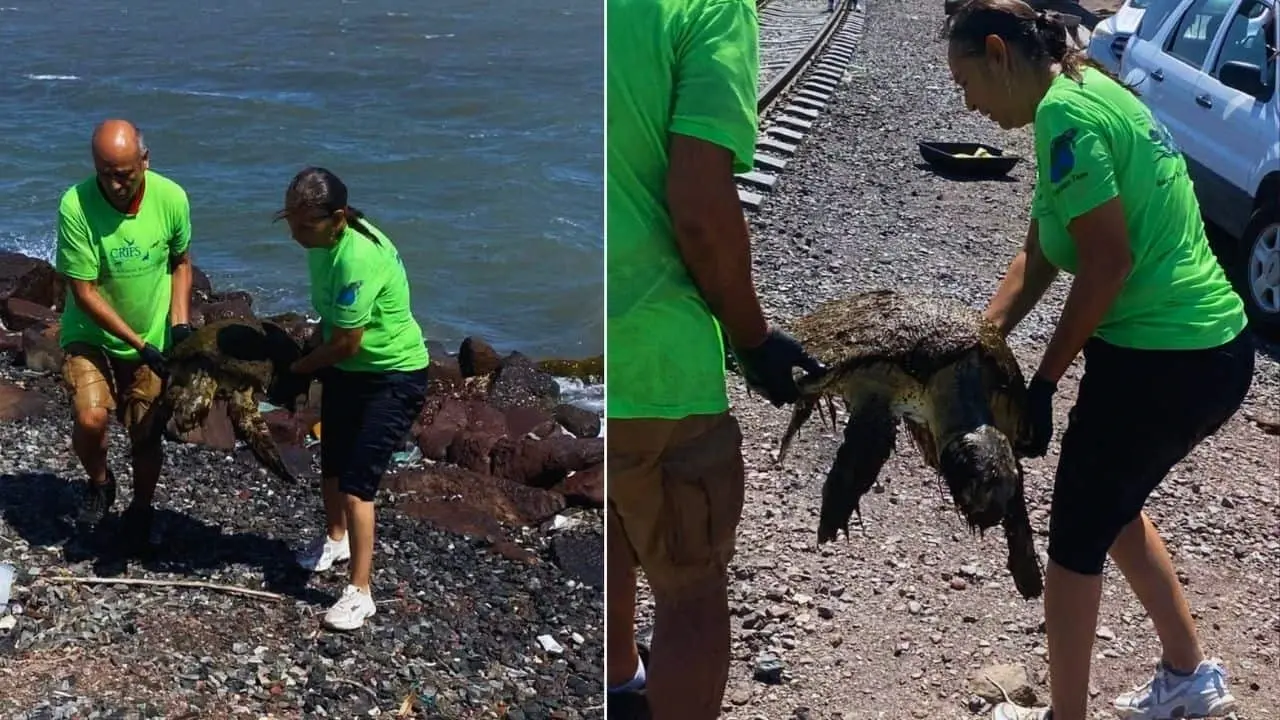 Guaymas: Tortuga Golfina es rescatada y muere tras lesiones