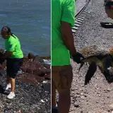Guaymas: Tortuga Golfina es rescatada y muere tras lesiones