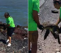 Guaymas: Tortuga Golfina es rescatada y muere tras lesiones