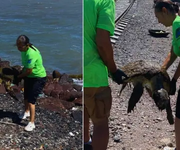 Guaymas: Tortuga Golfina es rescatada y muere tras lesiones