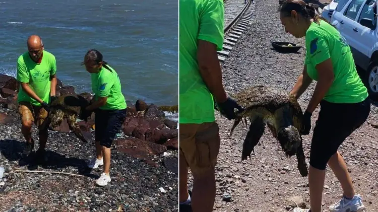 La tortuga falleció horas después a causa de las lesiones. (Foto: Especial / EXPRESO)
