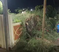 Lluvia en Hermosillo deja árboles caídos, cortos circuitos y daños