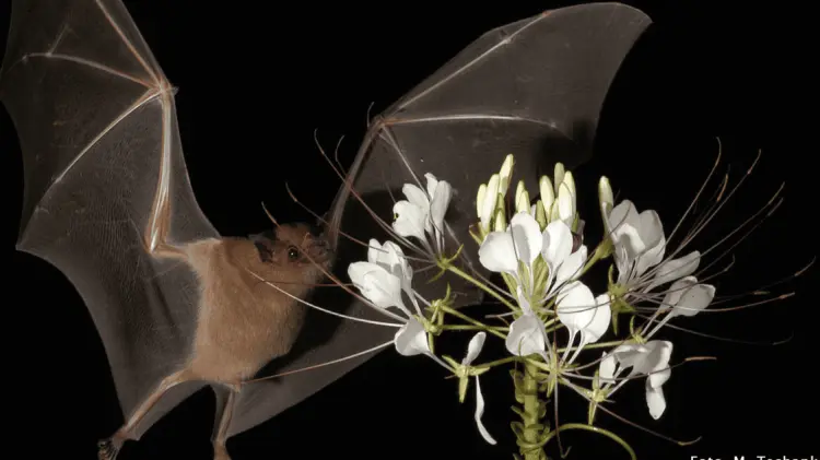 Leptonycteris yerbabuenae se alimenta del néctar de flores y fruta de saguaros gigantes de Sonora