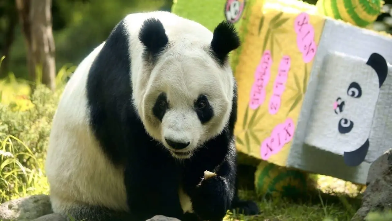 Revisa CDMX posible continuidad a programa de pandas