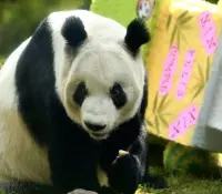 Revisa CDMX posible continuidad a programa de pandas