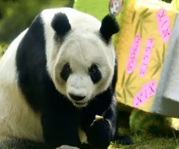 Revisa CDMX posible continuidad a programa de pandas