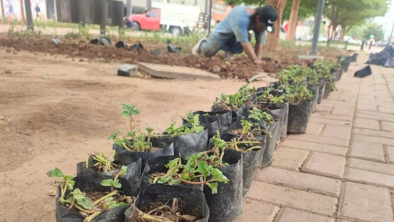 Comienzan trabajos de reforestación del bulevar Hidalgo en Hermosillo