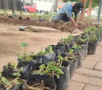 Comienzan trabajos de reforestación del bulevar Hidalgo en Hermosillo