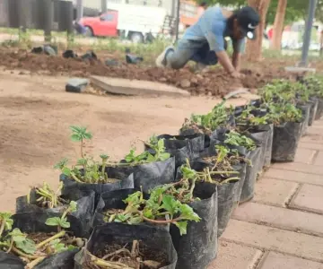 Comienzan trabajos de reforestación del bulevar Hidalgo en Hermosillo