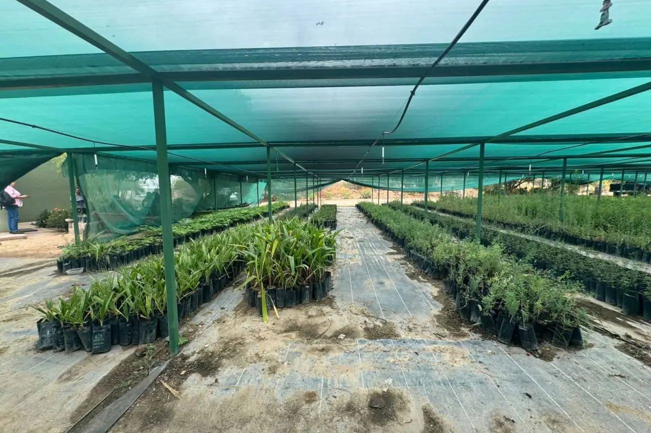 Vivero Estatal de Sonora fomenta reforestación al donar plantas nativas