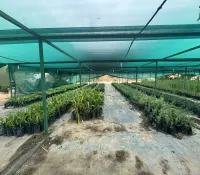 Vivero Estatal de Sonora fomenta reforestación al donar plantas nativas