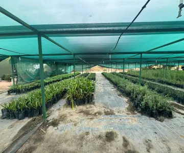 Vivero Estatal de Sonora fomenta reforestación al donar plantas nativas