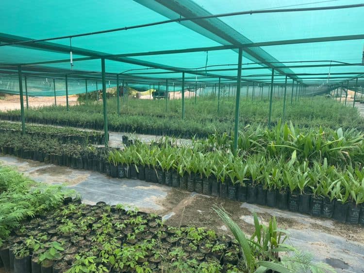Vivero Estatal de Sonora fomenta reforestación al donar plantas nativas