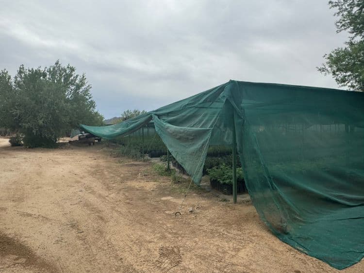 Vivero Estatal de Sonora fomenta reforestación al donar plantas nativas