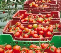 Productores de tomate mexicanos preocupados por arancel estadounidense