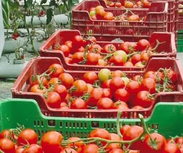 Productores de tomate mexicanos preocupados por arancel estadounidense