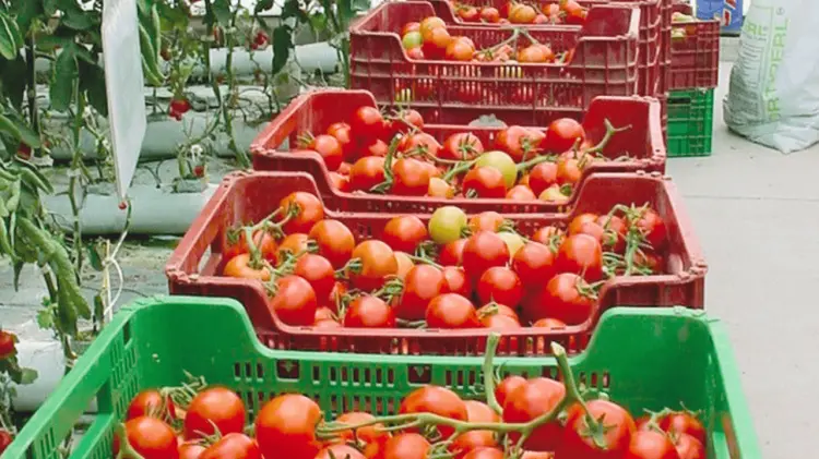Arancel al tomate pone en jaque al campo mexicano. (Foto: Especial/EXPRESO)
