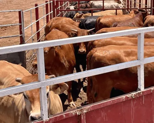 Autoridades se unen para enfrentar brote de gusano barrenador en Veracruz