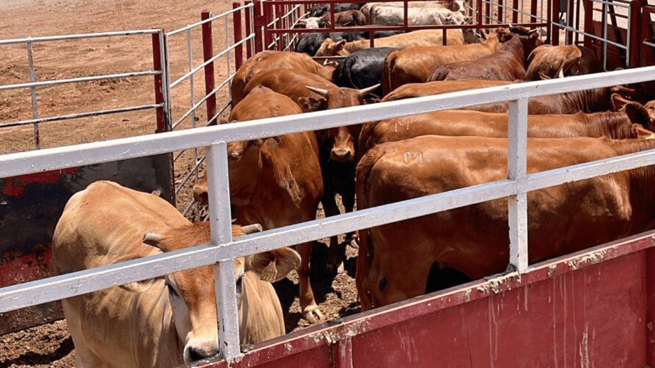 Autoridades se unen para enfrentar brote de gusano barrenador en Veracruz