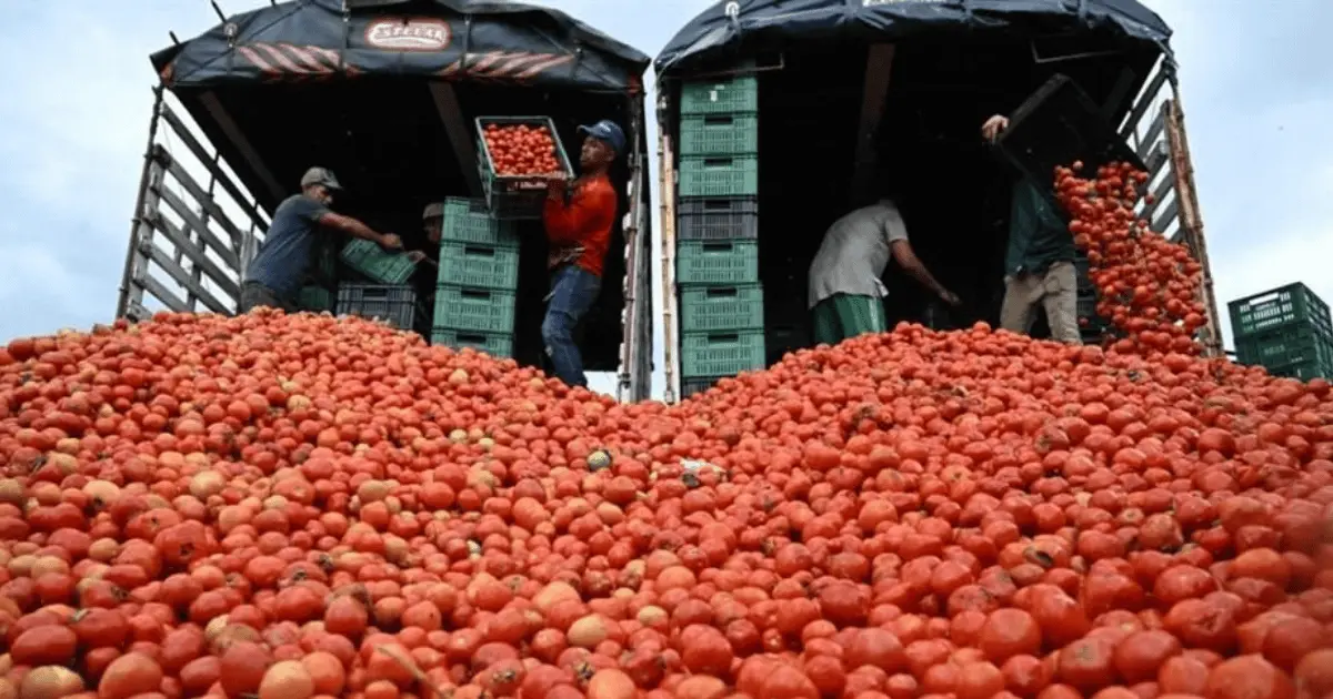 Asegura Sheinbaum que habrá buenas opciones para exportación de tomate a EU