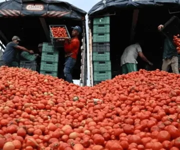 Asegura Sheinbaum que habrá buenas opciones para exportación de tomate a EU