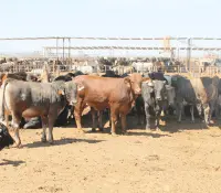 UGRS pide a Sader frenar entrada de ganado extranjero