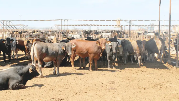 Sonora y otros estados piden priorizar el ganado nacional. (Foto: REFORMA/EXPRESO)