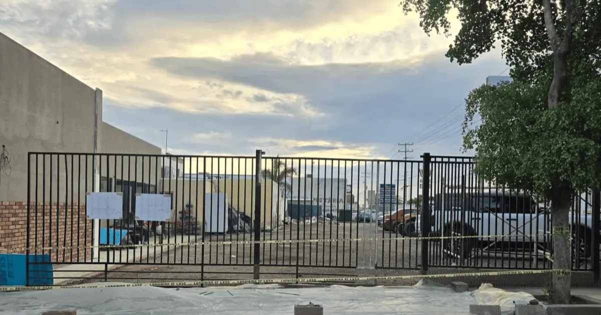 CDD denuncia en redes sociales que comerciantes talaron un olivo negro