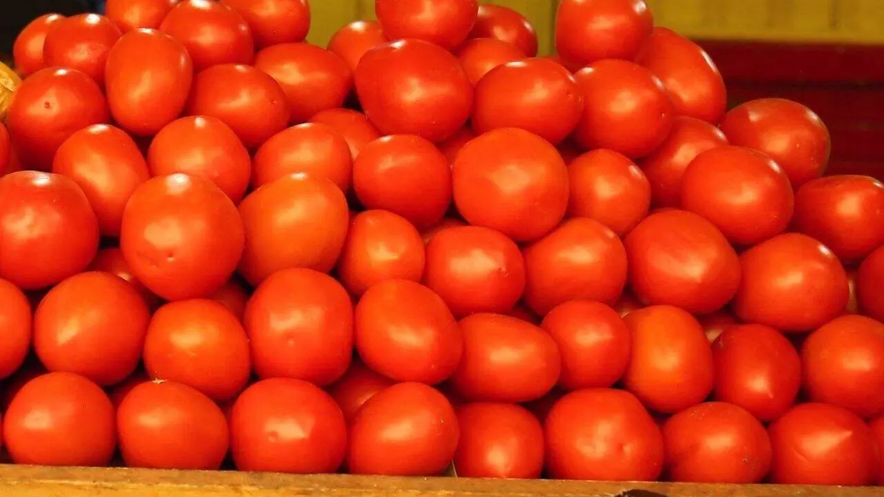 Buscan nuevos mercados ante arancel al tomate mexicano
