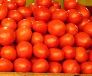 Buscan nuevos mercados ante arancel al tomate mexicano