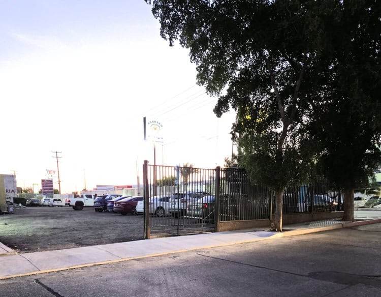 CDD denuncia en redes sociales que comerciantes talaron un olivo negro