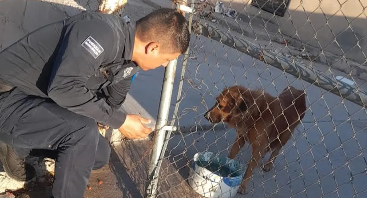Agentes atienden caso de maltrato animal en Pedregal de la Villa